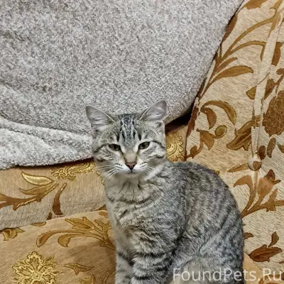 ❗❗Найдена домашняя кошка❗❗ 17 ...