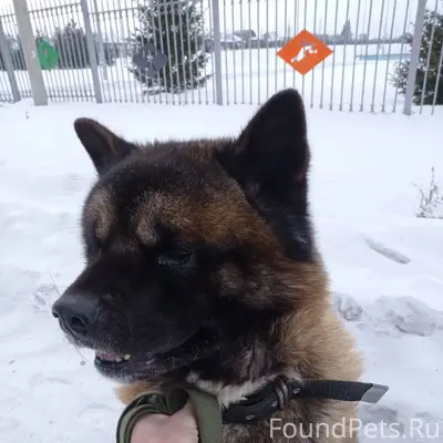 Пропала собака американская Ак...