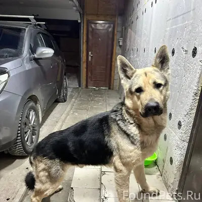 Найдена собака! Восточно Европ...