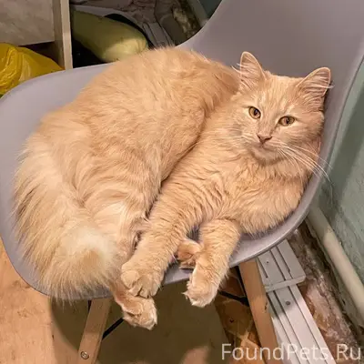 Пропал кот (персик). рыжий,оче...