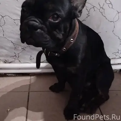 Нашли собаку с ошейником ,возм...