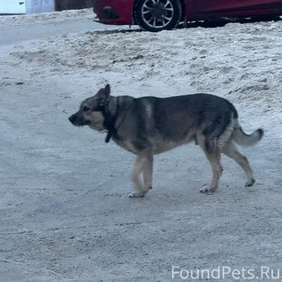 На Семенюка несколько дней бег...