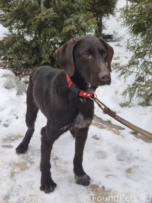 СРОЧНО! ВНИМАНИЕ! Найден пёс п...