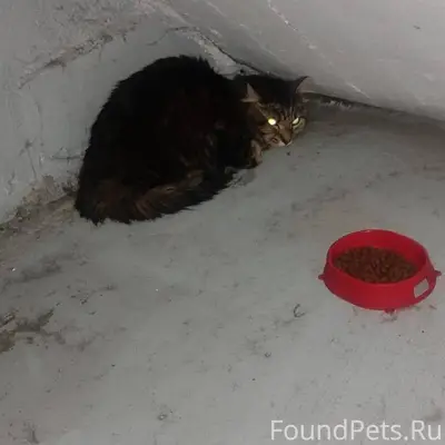 Найден кот , сидит на Ленина 1...