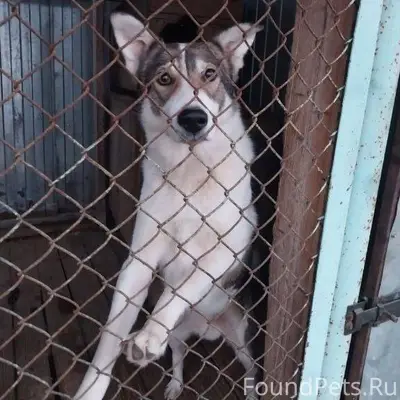 Пропала собака в районе Каморо...