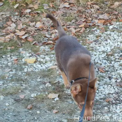 Друзья, помогите, пожалуйста, ...