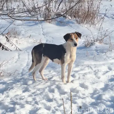 Хозяин найдись!!! Собака сейча...