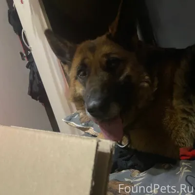 Помогите найти собаку! Пропала...