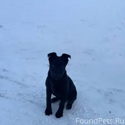 Потерялась собака Зовут Марсел...