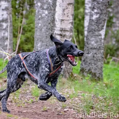 Пропала собака породы ездовой ...