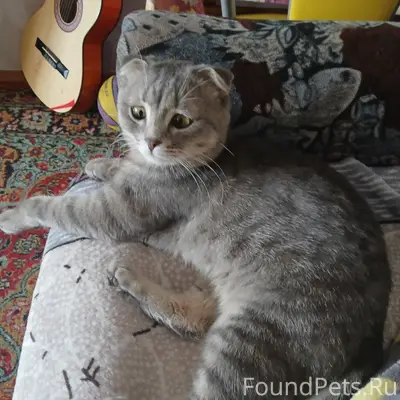 Пропал кот в районе больничног...