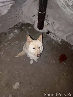 Вот такой пёсик появился на ул...