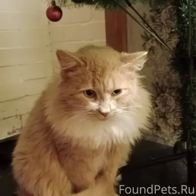 Пропал кот рыжий с белой грудк...