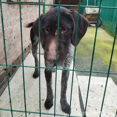 Пропала собака породы Дратхаар...