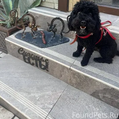 Пропала собака! Черный той пуд...