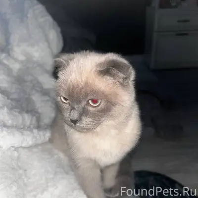 Микрорайон Звёздный пропал кот...