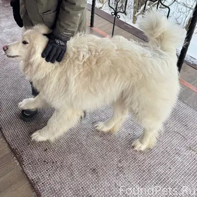 ❄️потерялась большая собака. ❄...