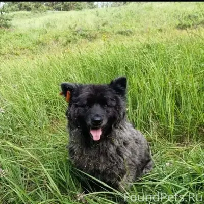 25 декабря убежала собака, где...