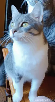 Пропала кошка - Милка, 3,5 год...