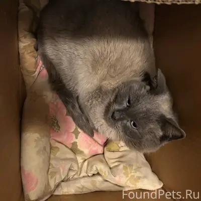 Найден кот в Энгельсе, район 1...