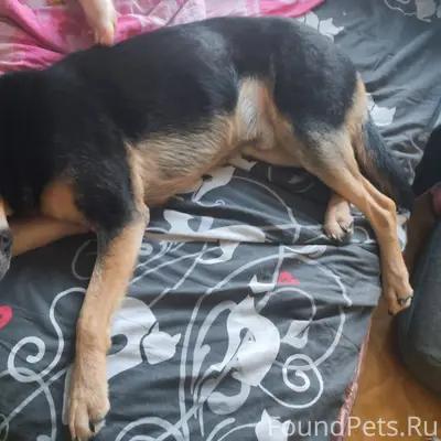 Найдена собака, кабель, хозяин...