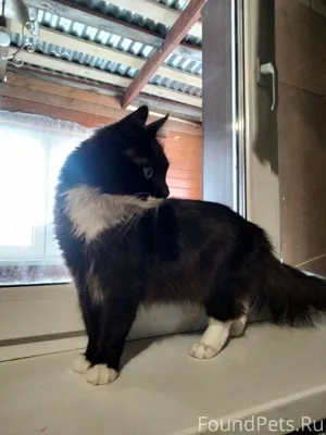 Пропал кот в Семхозе, улица Кл...
