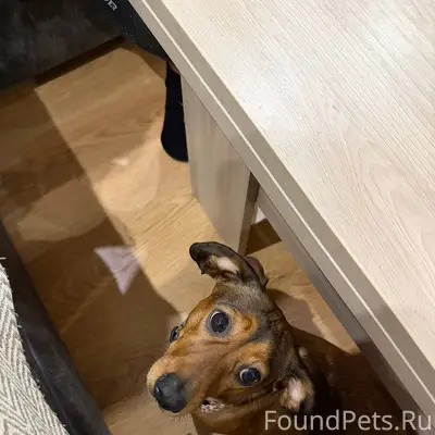 Пропала собака, порода такса. ...