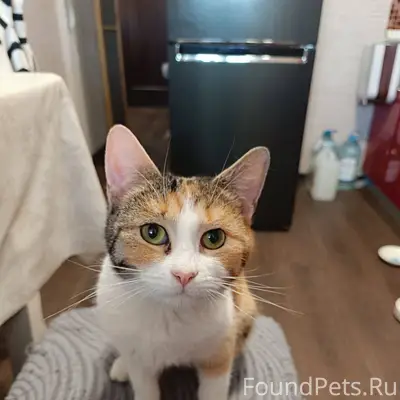 Саратов. Найдена кошка. Трехцветка. Ласковая девочка около года 