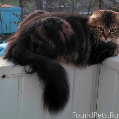 Пропал кот. 2 мкр. дом 18...