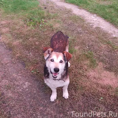 Пропала собака (с.Индерка). Ес...