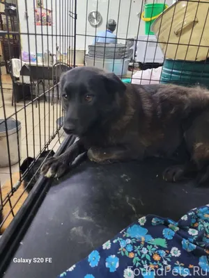 7 января с пмж сбежала собака....