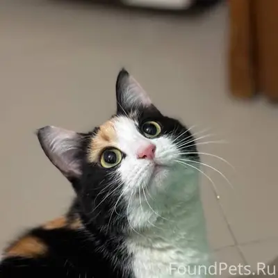 ❤НАЙДЕНА КОШКА! ПОМОГИТЕ НАЙТИ...