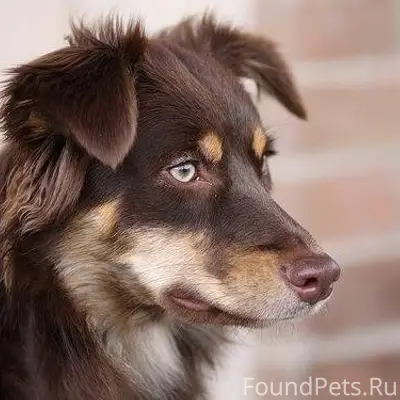 Белово , убежал пёс, сорвался ...