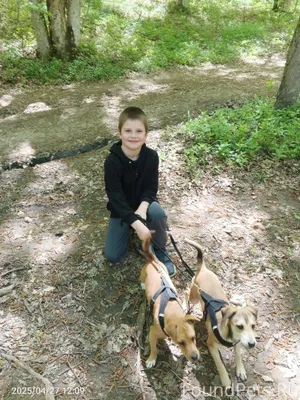 Потерялась собака в районе Нах...