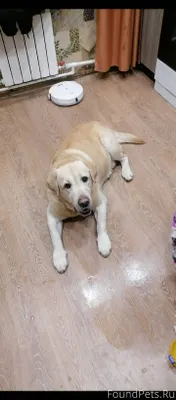 Нашли собаку, сегодня ночью ря...