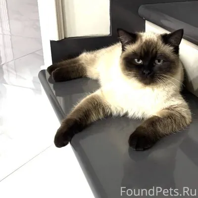 Пропал кот в районе ветеринарн...