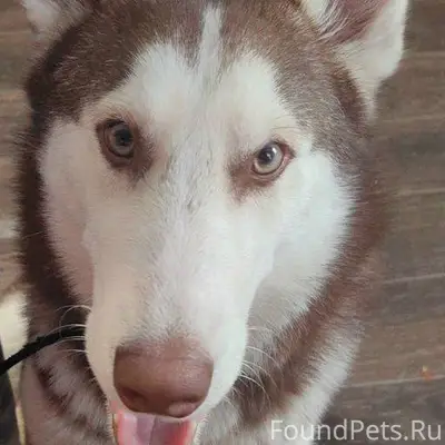 Уважаемые соседи. Прошу у вас ...