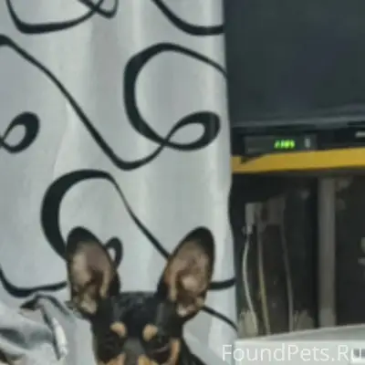 Убежала собака маленькая сегод...