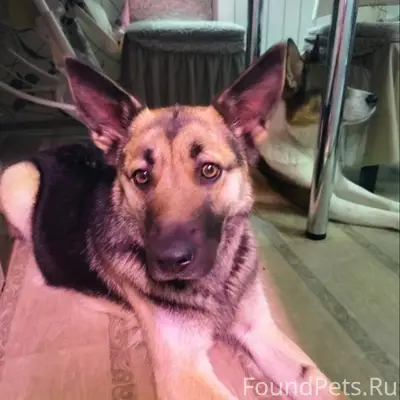 Помогите,пожалуйста, найти соб...