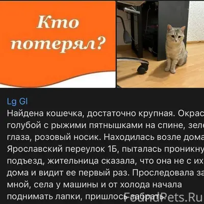 Найдена кошечка, бывшедомашняя...