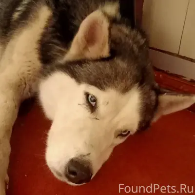 Здравствуйте! Была найдена соб...