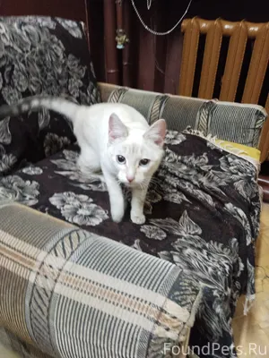 Найден котенок, светлый, голуб...