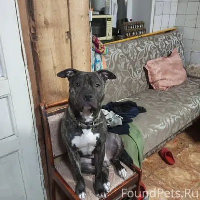 #ОтПодписчика Потерялся пёс, б...