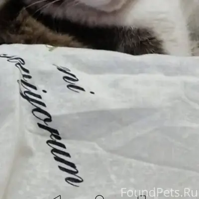 В районе ул. Чехова пропал кот...