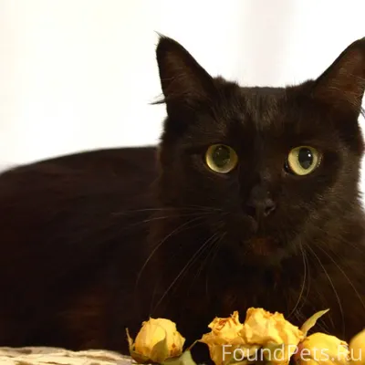 Отдам в добрые руки кошку и...