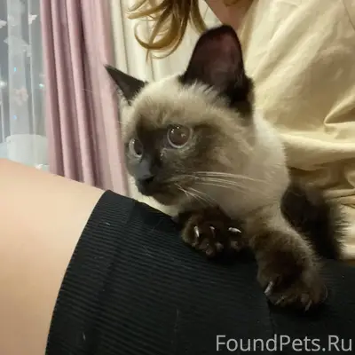 Здравствуйте! котенок на улице...