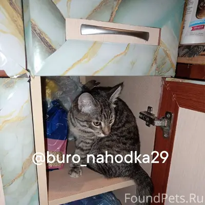 Пропала любимая кошка! Видимо ...