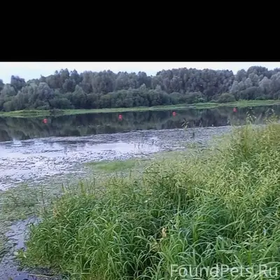 Пропала собака, район центр. О...