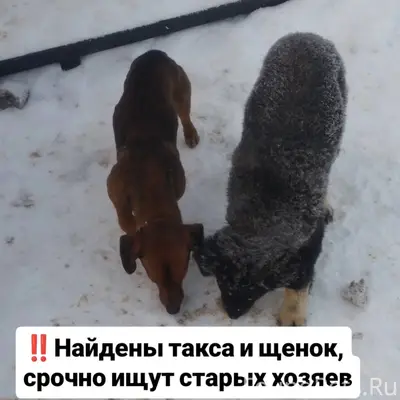 Такса и щенок найдены 18 январ...