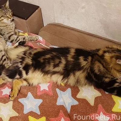 [id382946382|Александра Воронц...